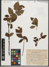 Foto von Salix silesiaca Willd.